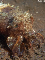 Needle Cuttlefish - <em>Sepia aculeata</em> - Nadelsepia